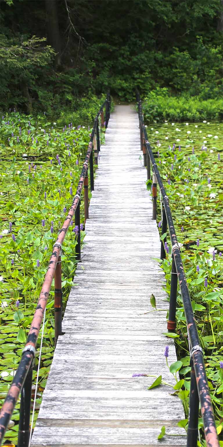 bridge over lilly pond
